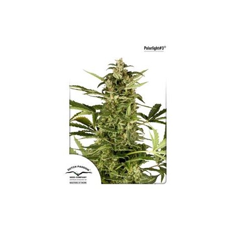 POLARLIGHT #3 ® AUTO* DUTCH PASSION FEMINIZED 7 SEMI