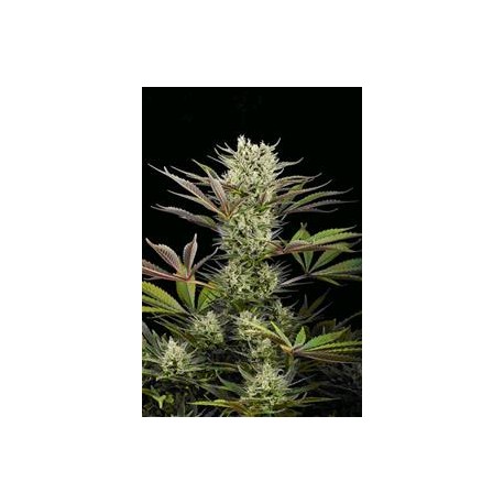 DEEP CHEESE * DINAFEM SEEDS 5 SEMI FEM