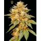 SNOWLAND * DNA GENETICS LIMITED COLLECTION 6 SEMI FEM