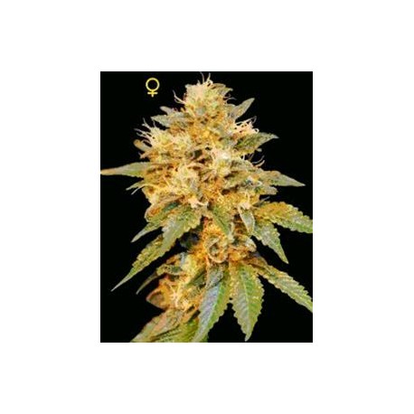 SNOWLAND * DNA GENETICS LIMITED COLLECTION 6 SEMI FEM