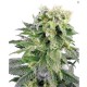 DUBBLE GUM * PROFESSIONAL SEEDS 10 SEMI FEM 