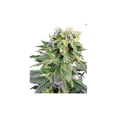 DUBBLE GUM * PROFESSIONAL SEEDS 10 SEMI FEM 