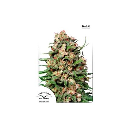 SKUNK # 1 ® * DUTCH PASSION 10 SEMI REG