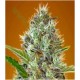 AUTO SOMANGO* ADVANCED SEEDS 3 SEMI FEM