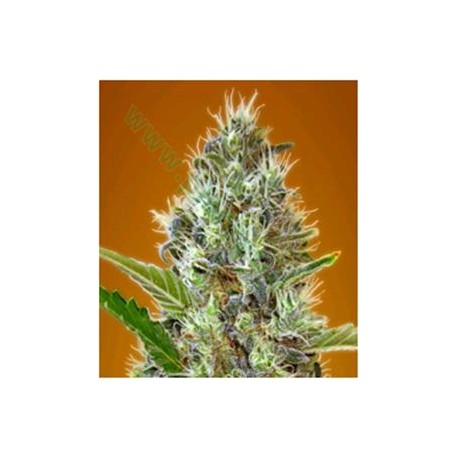 AUTO SOMANGO* ADVANCED SEEDS 3 SEMI FEM