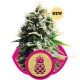 PINEAPPLE KUSH * ROYAL QUEEN SEEDS 3 SEMI FEM 