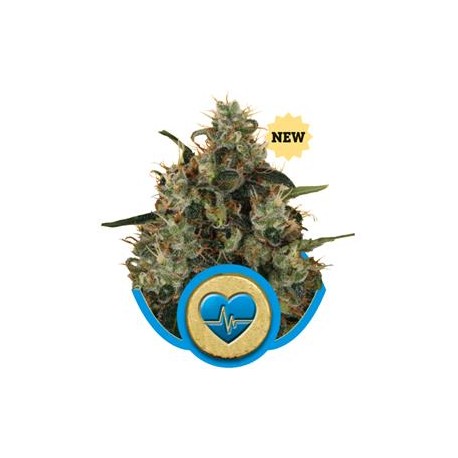 MEDICAL MASS * ROYAL QUEEN SEEDS 3 SEMI FEM 