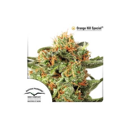 ORANGE HILL SPECIAL® * DUTCH PASSION 5 SEMI FEM