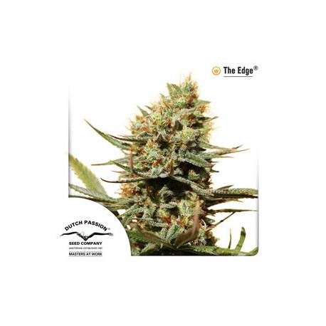 THE EDGE ® * DUTCH PASSION FEMINIZED 5 SEMI