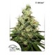 CBD KUSH ® * DUTCH PASSION 5 SEMI FEM