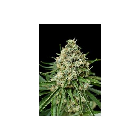 CRITICAL + 2.0 * DINAFEM SEEDS 1 SEME FEM 