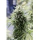 OG KUSH AUTOFLOWERING * DINAFEM SEEDS 3 SEMI FEM