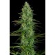 CRITICAL JACK * DINAFEM SEEDS 1 SEME FEM 