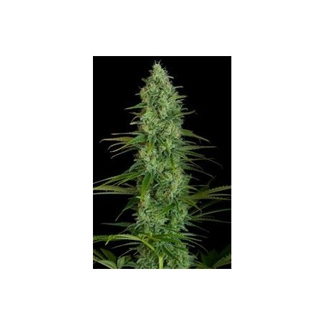 CRITICAL JACK * DINAFEM SEEDS 1 SEME FEM 