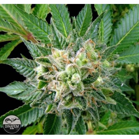 DIESEL * DINAFEM SEEDS 1 SEME FEM 