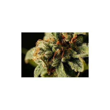 SWEET DEEP GRAPEFRUIT * DINAFEM SEEDS 1 SEME FEM 