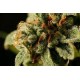 SWEET DEEP GRAPEFRUIT * DINAFEM SEEDS 3 SEMI FEM