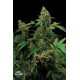 MOBY DICK * DINAFEM SEEDS 1 SEME FEM