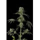 MOBY DICK #2 * DINAFEM SEEDS 1 SEME FEM