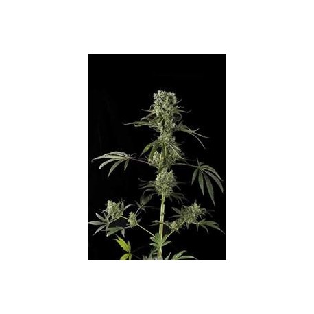 MOBY DICK #2 * DINAFEM SEEDS 1 SEME FEM