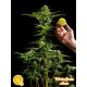 WHITE YODA AUTO*AUTO LINE PHILOSOPHER SEEDS 3 SEMI FEM