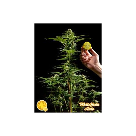 WHITE YODA AUTO*AUTO LINE PHILOSOPHER SEEDS 3 SEMI FEM