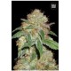 DARK DOMINA (BLACK DOMINA) * BULKSEED BANK 5 SEMI FEM 