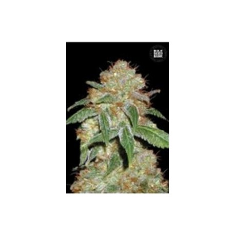 DARK DOMINA (BLACK DOMINA) * BULKSEED BANK 5 SEMI FEM 