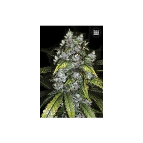 GOOD WILD SHARK (GREAT WHITE SHARK)* BULKSEED BANK 5 SEMI FEM 