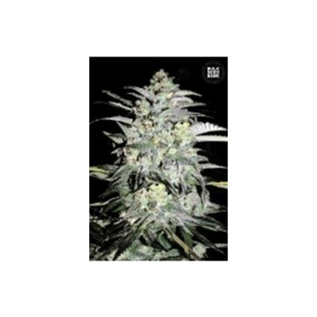 MAZAR EXTRA (MAZAR) * BULKSEED BANK 5 SEMI FEM 