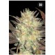 AUTO LAVENDER BEST (AUTO LAVENDER) * BULKSEED BANK 10 SEMI FEM 