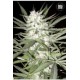 EARLY TOP SKUNK* BULKSEED BANK 10 SEMI FEM 