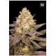 LAVENDER BEST (LAVENDER) * BULKSEED BANK 10 SEMI FEM 