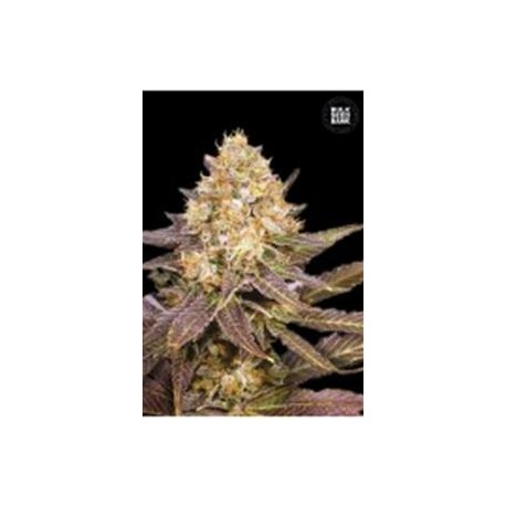 LAVENDER BEST (LAVENDER) * BULKSEED BANK 10 SEMI FEM 