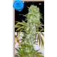 IRIE * FRENCH TOUCH SEEDS 6 SEMI REG