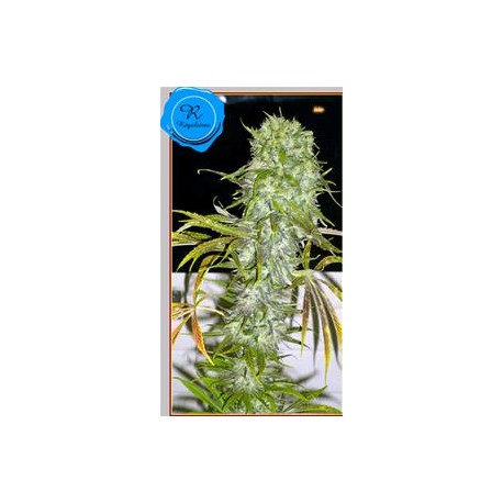 IRIE * FRENCH TOUCH SEEDS 6 SEMI REG