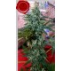 SATIVA DE ROIS * FRENCH TOUCH SEEDS 1 SEME FEM 