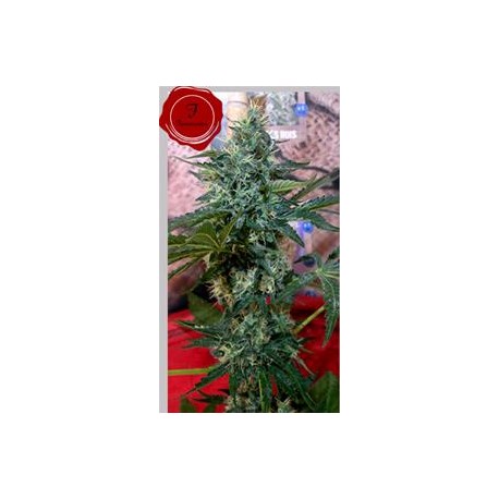 SATIVA DE ROIS * FRENCH TOUCH SEEDS 1 SEME FEM 