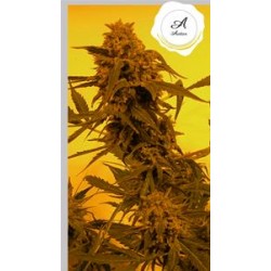 GUILLOTINE AUTO* FRENCH TOUCH SEEDS 1 SEME FEM 