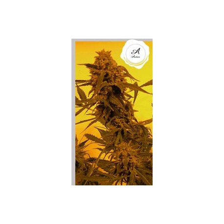 GUILLOTINE AUTO* FRENCH TOUCH SEEDS 1 SEME FEM 