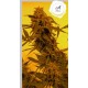 GUILLOTINE AUTO* FRENCH TOUCH SEEDS 3 SEMI FEM 