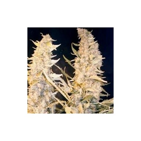 SKUNK SPECIAL * FEMALE SEEDS 4 SEMI FEM