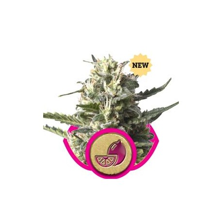 LEMON SHINING SILVER HAZE( EX LEMON HAZE) * ROYAL QUEEN SEEDS 3 SEMI FEM 