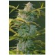 AUTO HEAVEN* VICTORY SEEDS 3 SEMI FEM