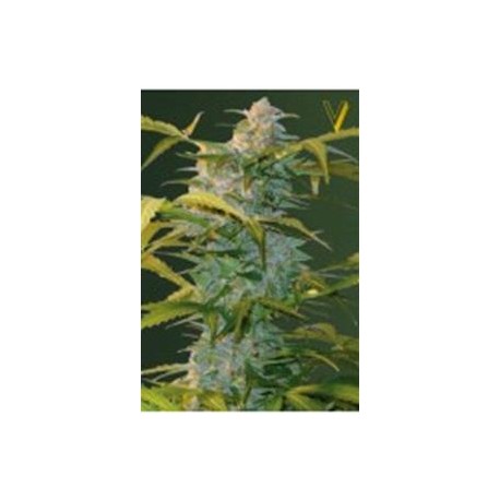 AUTO HEAVEN* VICTORY SEEDS 3 SEMI FEM