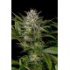 PINEAPPLE SKUNK*HUMBOLDT SEEDS 10 SEMI REG