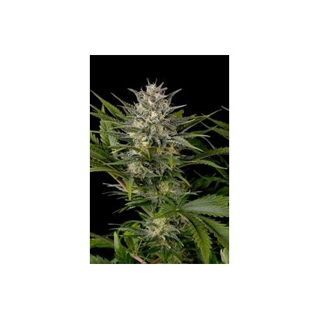 PINEAPPLE SKUNK*HUMBOLDT SEEDS 10 SEMI REG