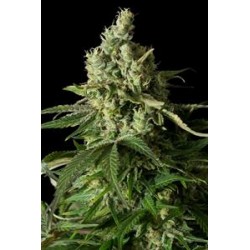 MOBY DICK CBD* DINAFEM SEEDS 10 SEMI FEM