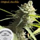 CBD LEMON AID * ORIGINAL SENSIBLE SEED 10 SEMI FEM