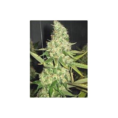 PURE POWER PLANT * PROFESSIONAL SEEDS 10 SEMI FEM 